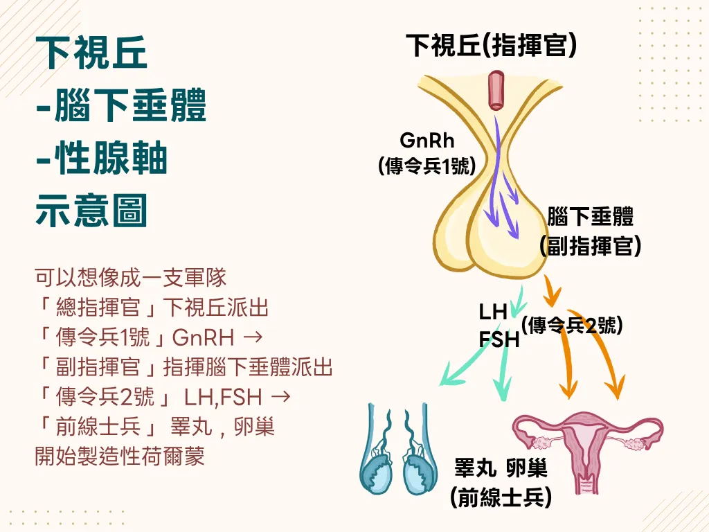 下視丘-腦下垂體-性腺軸示意圖