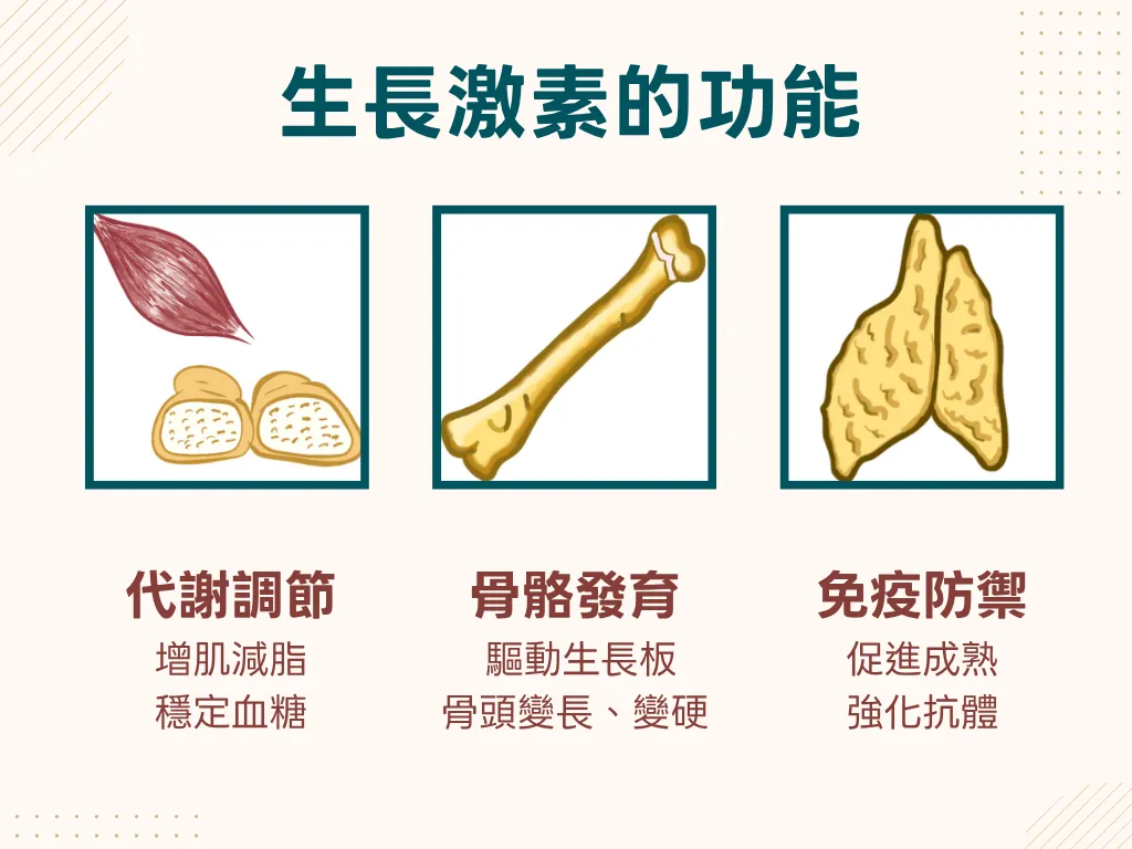 圖解生長激素的三大功能：骨骼發育、代謝調節、免疫防禦