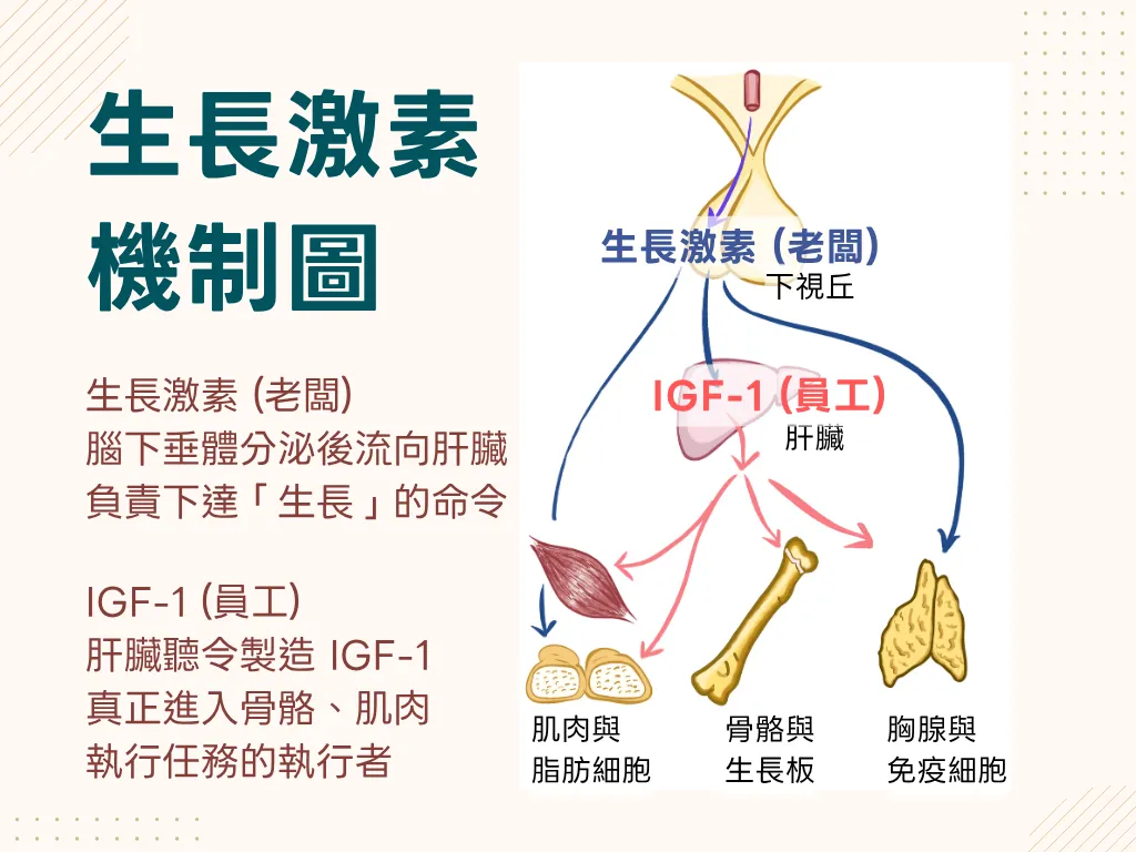 生長激素 (HGH) 刺激肝臟產生 IGF-1，IGF-1 作用於骨骼與肌肉促進生長